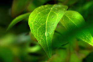 世界環(huán)境日 | 守衛(wèi)凈土 綠色前行 招商交科下屬招商生態(tài)專注生態(tài)環(huán)保，共創(chuàng)美好生活